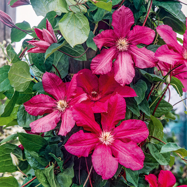 Clematis Cardinal Wyszynski Clematis Cardinal Wyszynski