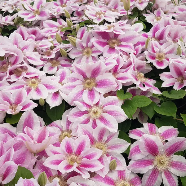Clematis Cotton Candy Clematis Cotton Candy