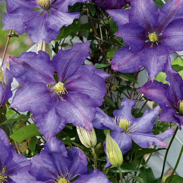 Clematis Daniel Deronda Clematis Daniel Deronda