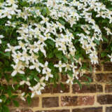 Clematis Montana Alba Clematis Montana Alba