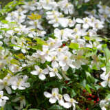 Clematis Montana Alba Clematis Montana Alba