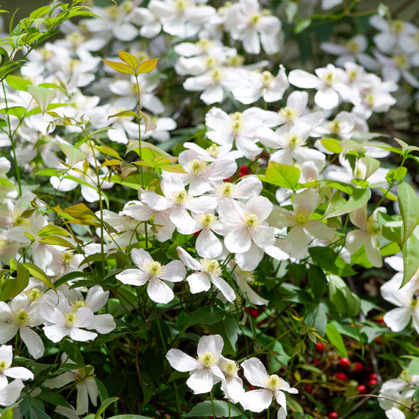 Clematis Montana Alba Clematis Montana Alba