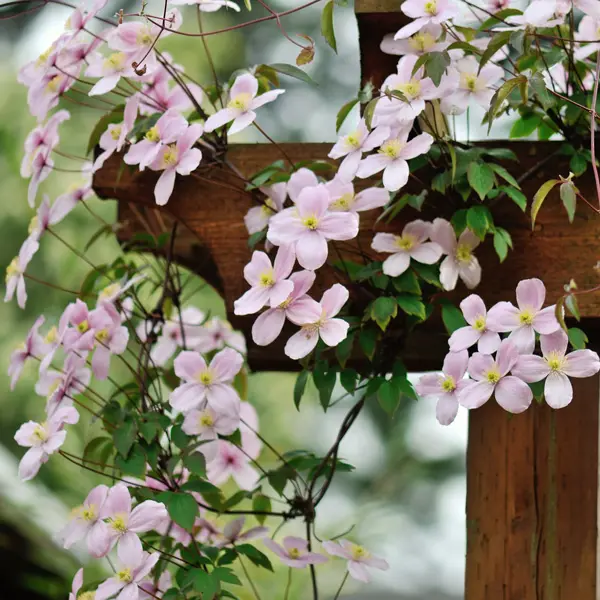 Clematis Montana Rubens Clematis Montana Rubens