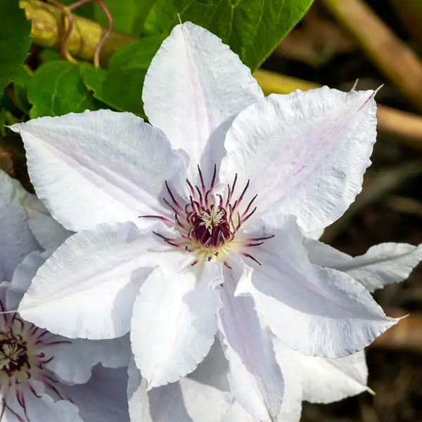 Clematis Snow Queen Clematis Snow Queen