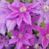 Clematis Vancouver Starry Nights Clematis Vancouver Starry Nights