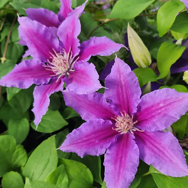 Clematis Vancouver Starry Nights Clematis Vancouver Starry Nights
