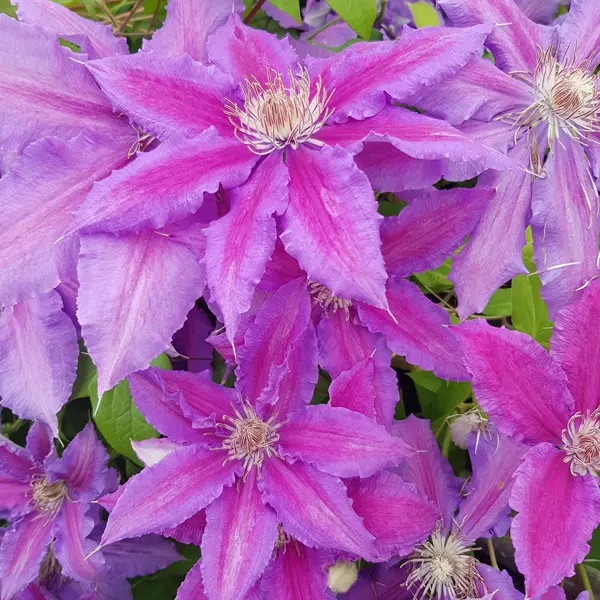Clematis Vancouver Starry Nights Clematis Vancouver Starry Nights