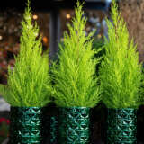Conifer Lemon Cypress