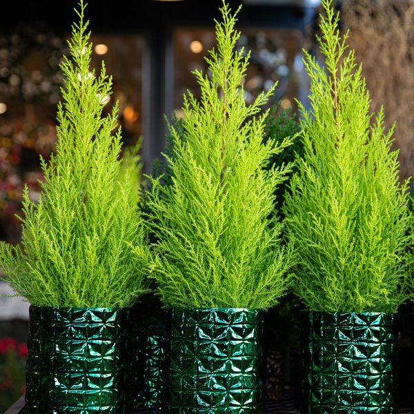 Conifer Lemon Cypress