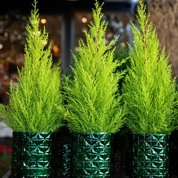 Conifer Lemon Cypress Conifer Lemon Cypress