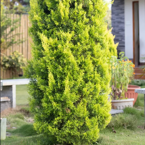 Conifer Lemon Cypress Conifer Lemon Cypress