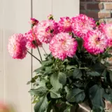 Dahlia Sincerity Rose Bicolour Dahlia Sincerity Rose Bicolour