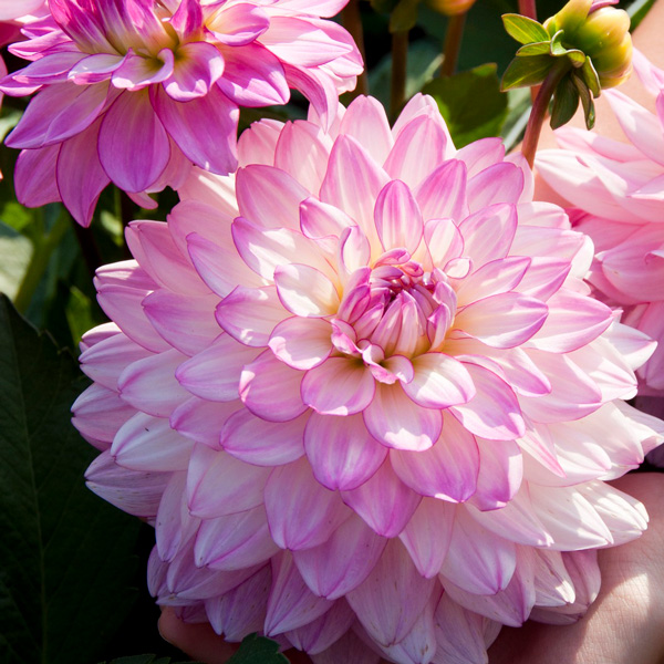 Dahlia Sincerity Rose Bicolour Dahlia Sincerity Rose Bicolour