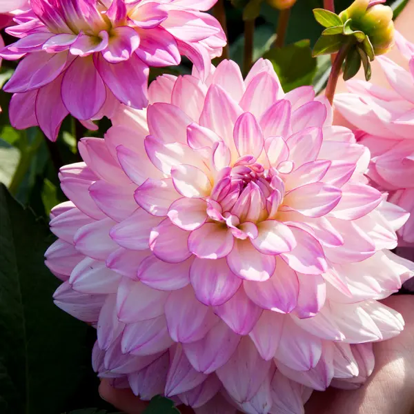 Dahlia Sincerity Rose Bicolour Dahlia Sincerity Rose Bicolour