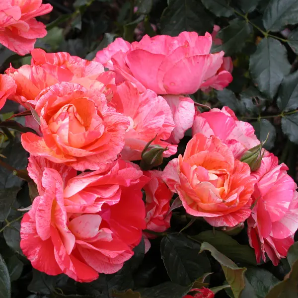 Delbard Rose Grimaldi Delbard Rose Grimaldi
