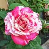 Delbard Rose Henri Matisse Rosdhma - Garden Express Australia