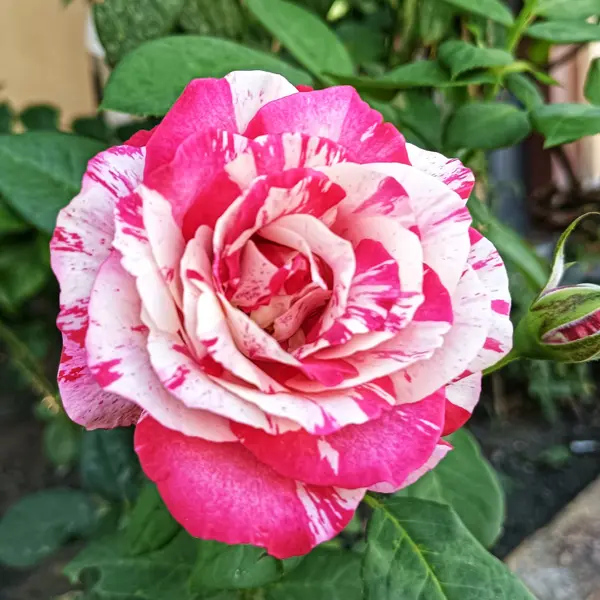 Delbard Rose Henri Matisse Delbard Rose Henri Matisse