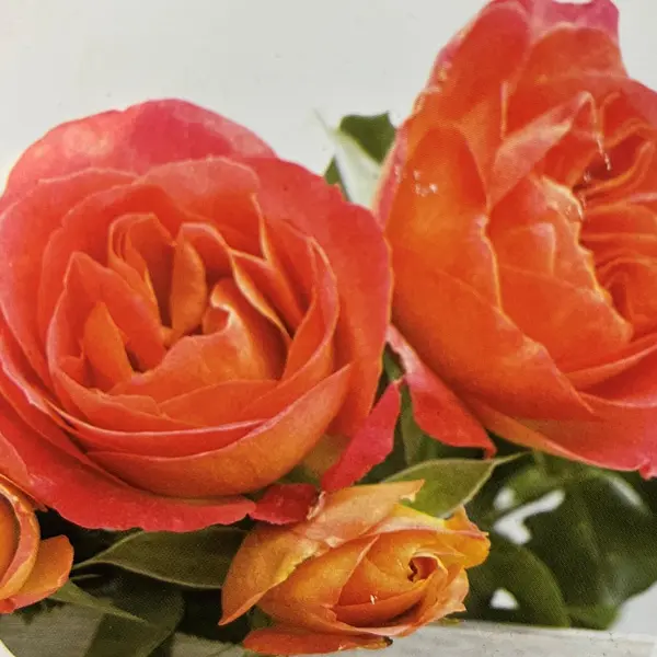 Delbard Rose La Jago
