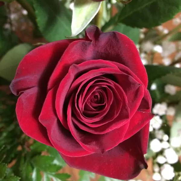 Delbard Rose Le Rouge Et Le Noir Delbard Rose Le Rouge Et Le Noir