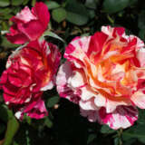 Delbard Rose Maurice Utrillo Delbard Rose Maurice Utrillo