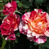 Delbard Rose Maurice Utrillo Rosdmut - Garden Express Australia