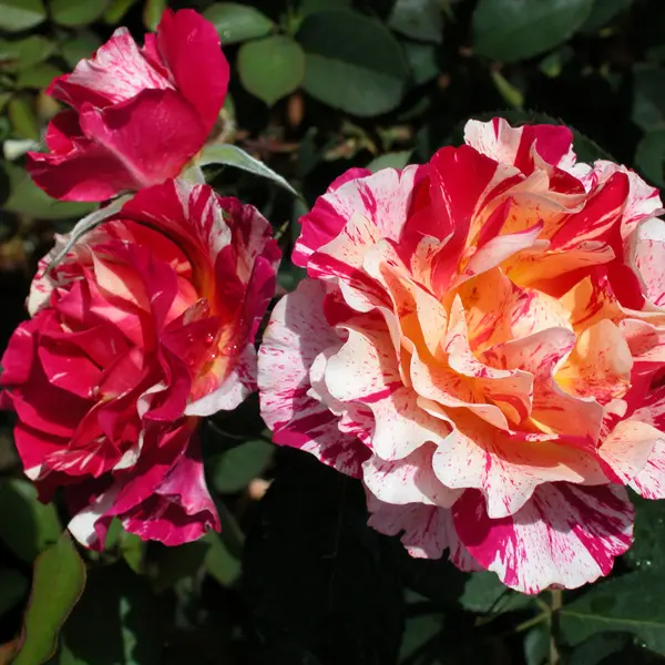 Delbard Rose Maurice Utrillo Delbard Rose Maurice Utrillo