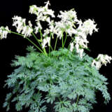 Dicentra Amore Titanium Dicentra Amore Titanium