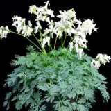 Dicentra Amore Titanium Pkdicati - Garden Express Australia