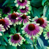 Echinacea Sweet Sandia Echinacea Sweet Sandia