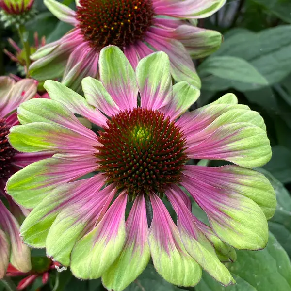 Echinacea Sweet Sandia Echinacea Sweet Sandia