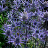 Eryngium Sea Holly Lapis Blue Eryngium Sea Holly Lapis Blue