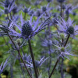 Eryngium Sea Holly Lapis Blue Eryngium Sea Holly Lapis Blue