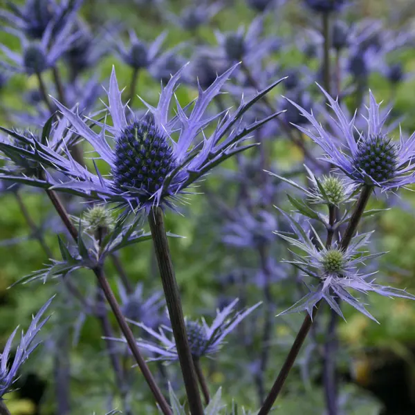 Eryngium Sea Holly Lapis Blue Eryngium Sea Holly Lapis Blue