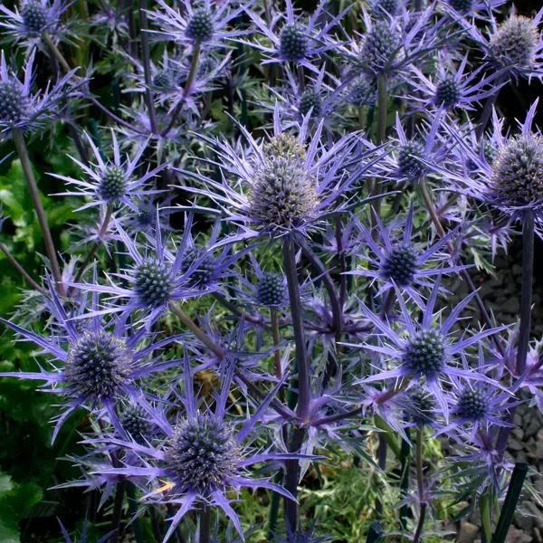 Eryngium Sea Holly Lapis Blue Eryngium Sea Holly Lapis Blue