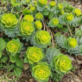 Euphorbia Myrsinites- Myrtle Spurge Euphorbia Myrsinites- Myrtle Spurge