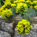 Euphorbia Myrsinites- Myrtle Spurge Euphorbia Myrsinites- Myrtle Spurge