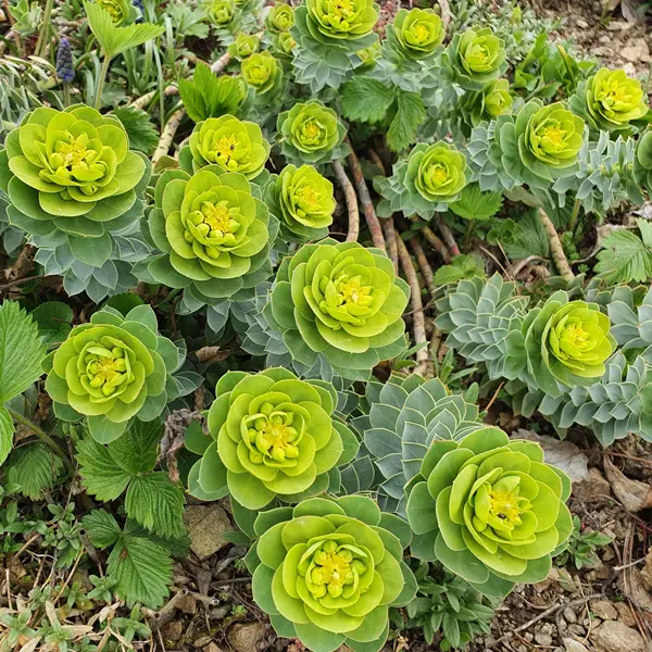 Euphorbia Myrsinites- Myrtle Spurge Euphorbia Myrsinites- Myrtle Spurge