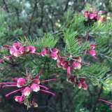 Grevillea Emma Charlotte Grevillea Emma Charlotte
