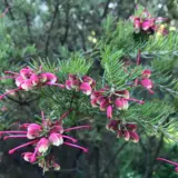 Grevillea Emma Charlotte Lpogreech - Garden Express Australia
