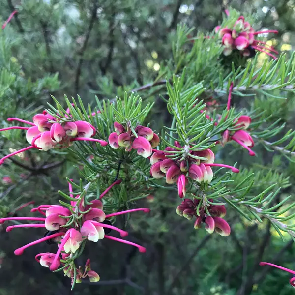 Grevillea Emma Charlotte Grevillea Emma Charlotte