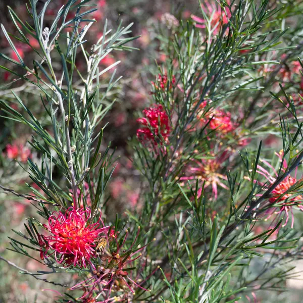 Grevillea Red Sunset Grevillea Red Sunset