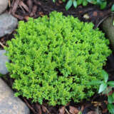 Hebe Emerald Green Lpohebegr - Garden Express Australia
