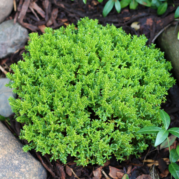 Hebe Emerald Green Hebe Emerald Green