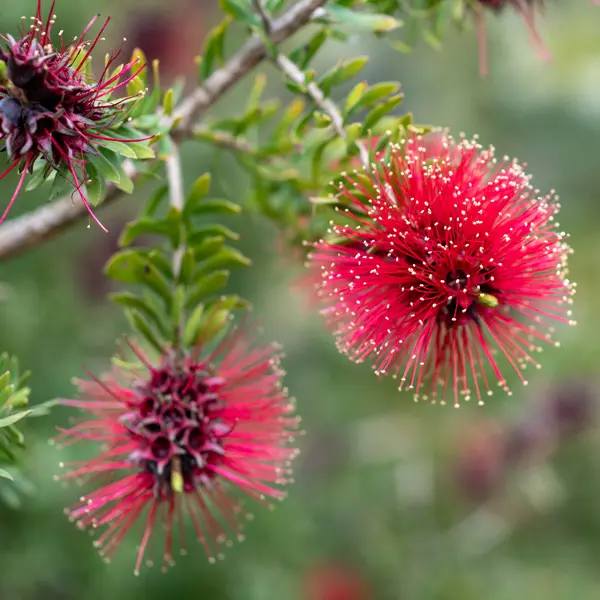 Kunzea Baxterii Kunzea Baxterii