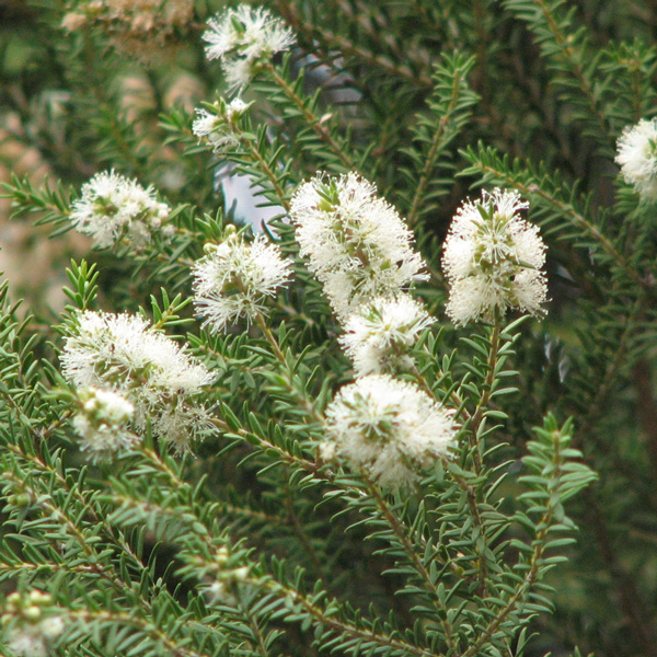 Melaleuca Moonah Melaleuca Moonah