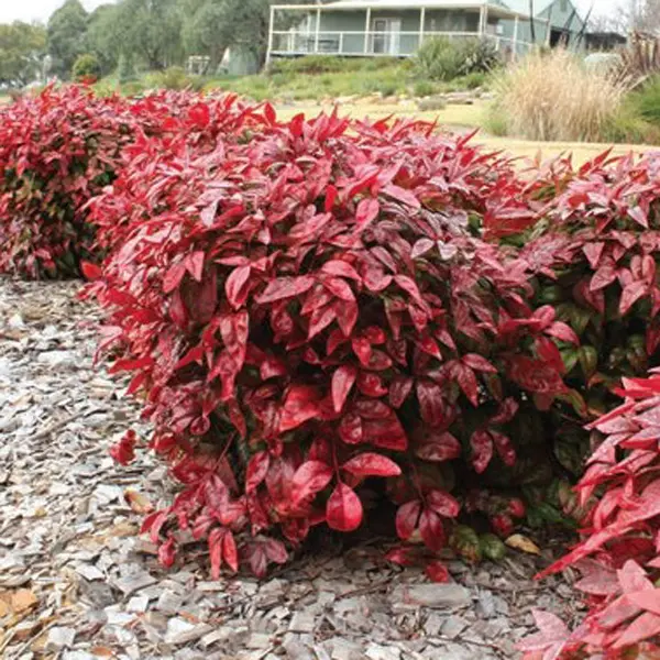 Nandina Blush (Pbr) Nandina Blush (Pbr)