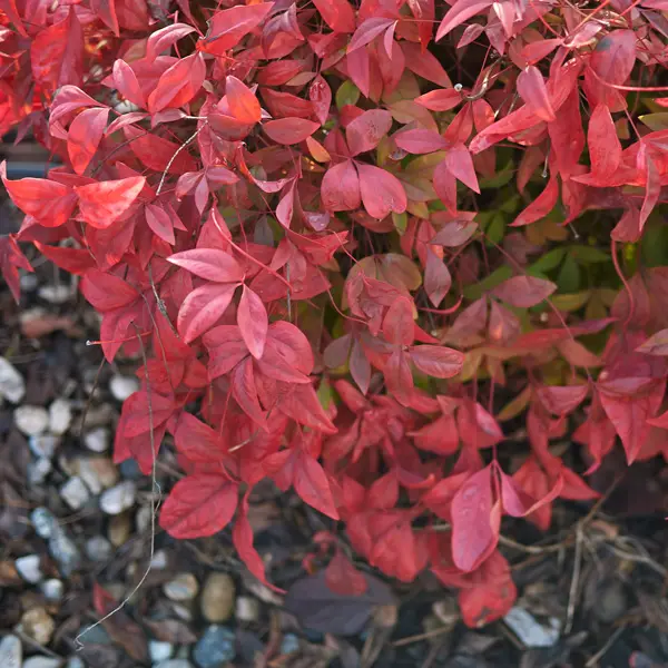 Nandina Blush (Pbr) Nandina Blush (Pbr)