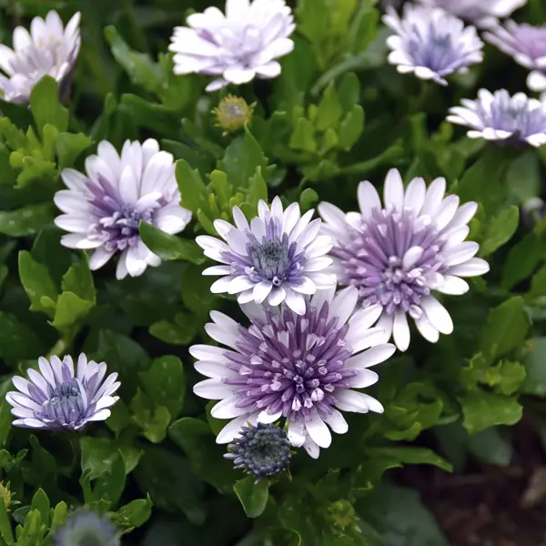 Osteospermum 3d Steel Blue 68mm Osteospermum 3d Steel Blue 68mm