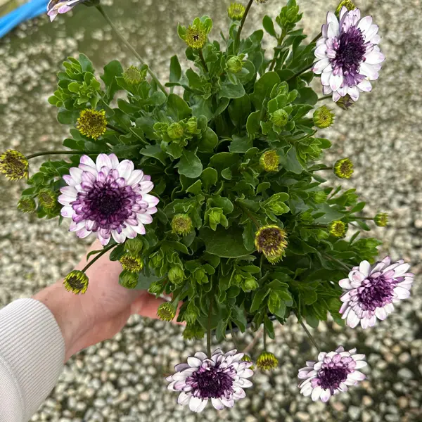 Osteospermum 3d Steel Blue Osteospermum 3d Steel Blue