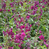 Penstemon Purple Bedder Lpopenpbe - Garden Express Australia